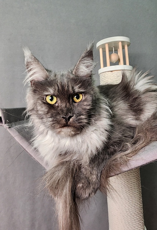 Zabava Akbars - Adult maine-coon 1 year 10 months 1.5 week