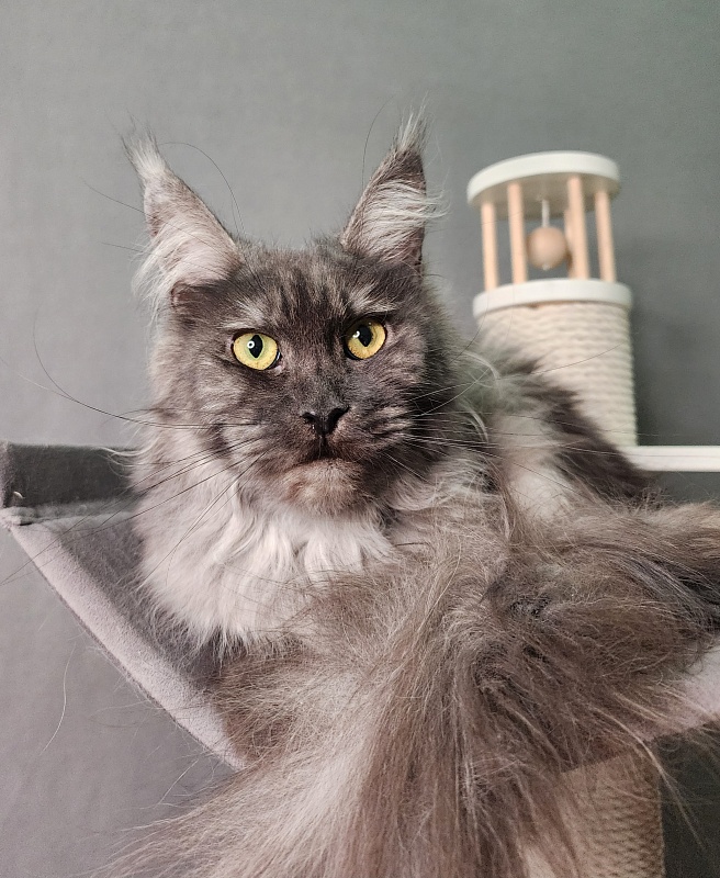 Zabava Akbars - Adult maine-coon 1 year 10 months 1.5 week