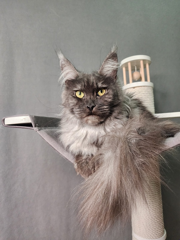 Zabava Akbars - Adult maine-coon 1 year 10 months 1.5 week