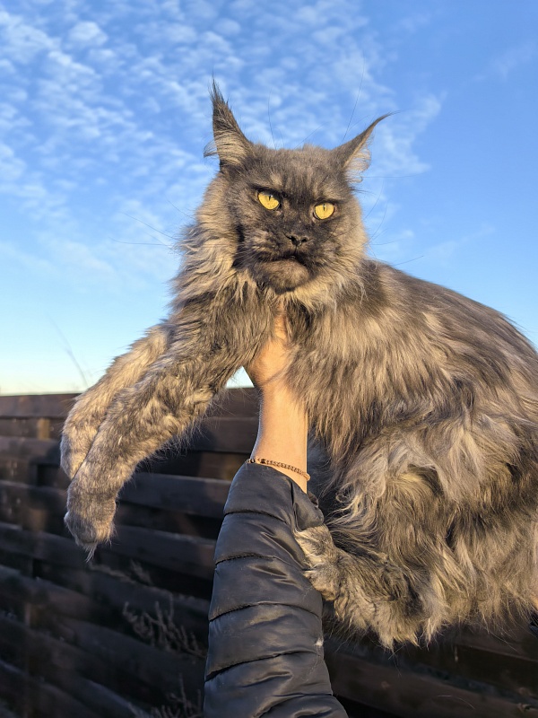 Zabava Akbars - Adult maine-coon 2 years 5 months
