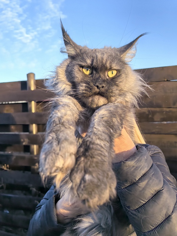 Zabava Akbars - Adult maine-coon 2 years 5 months