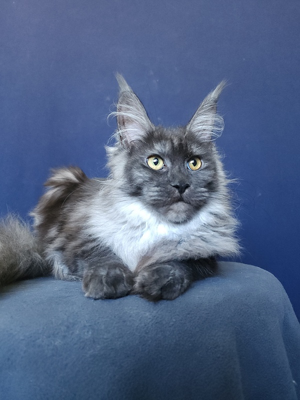 Zabava Akbars - Kitten maine-coon 5 months 3.5 weeks