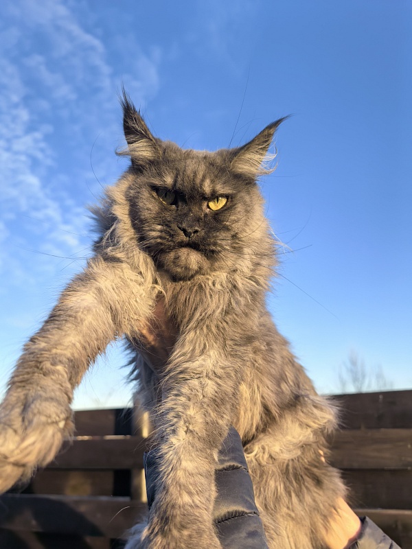 Zabava Akbars - Adult maine-coon 2 years 5 months