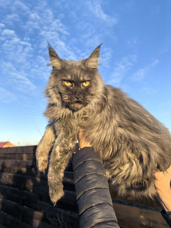 Zabava Akbars - Adult maine-coon 2 years 5 months