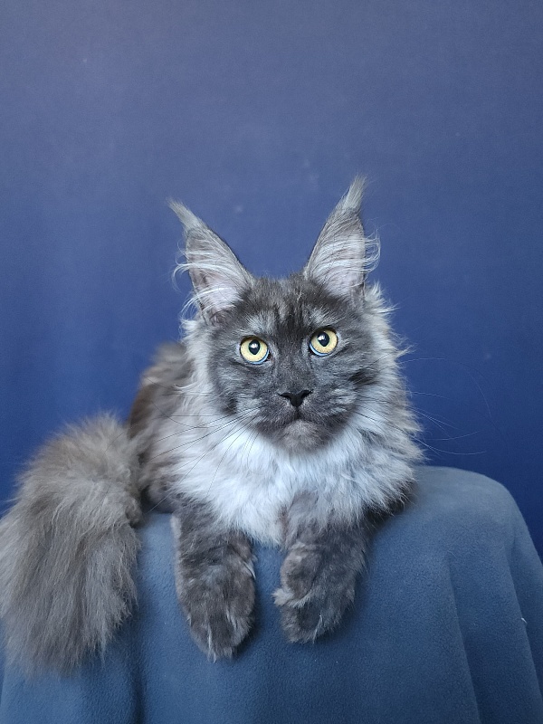 Zabava Akbars - Kitten maine-coon 5 months 3.5 weeks