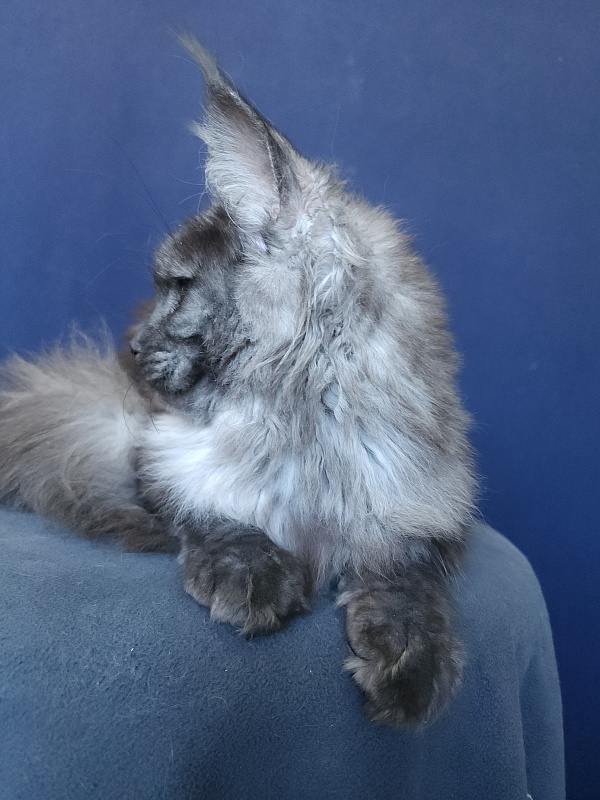 Zabava Akbars - Kitten maine-coon 5 months 3.5 weeks