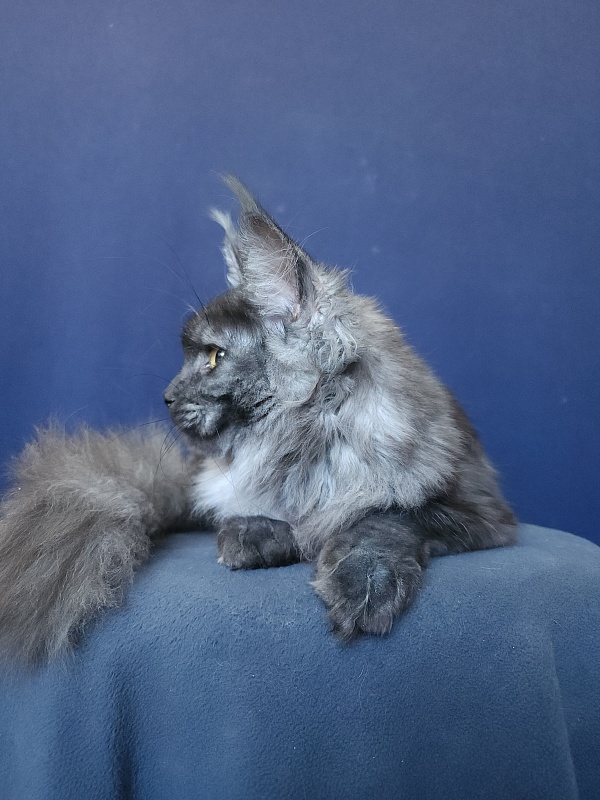 Zabava Akbars - Kitten maine-coon 5 months 3.5 weeks