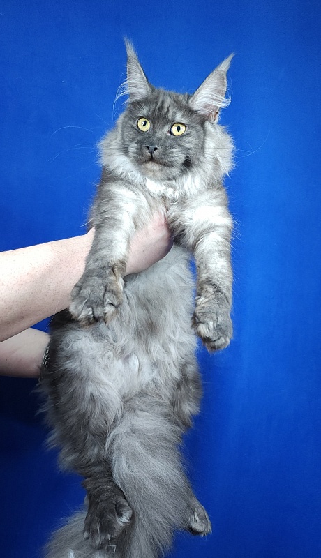 Zabava Akbars - Kitten maine-coon 6 months 0.5 weeks