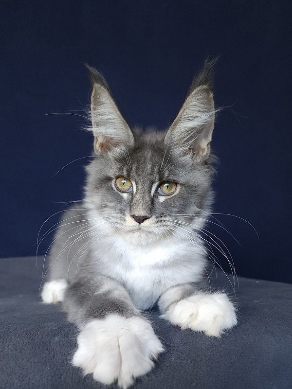 Yaki Akbars - Kitten maine-coon 3 months 0.5 weeks