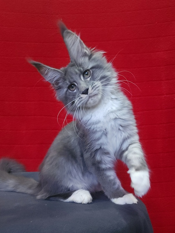 Yaki Akbars - Kitten maine-coon 3 months 4 weeks