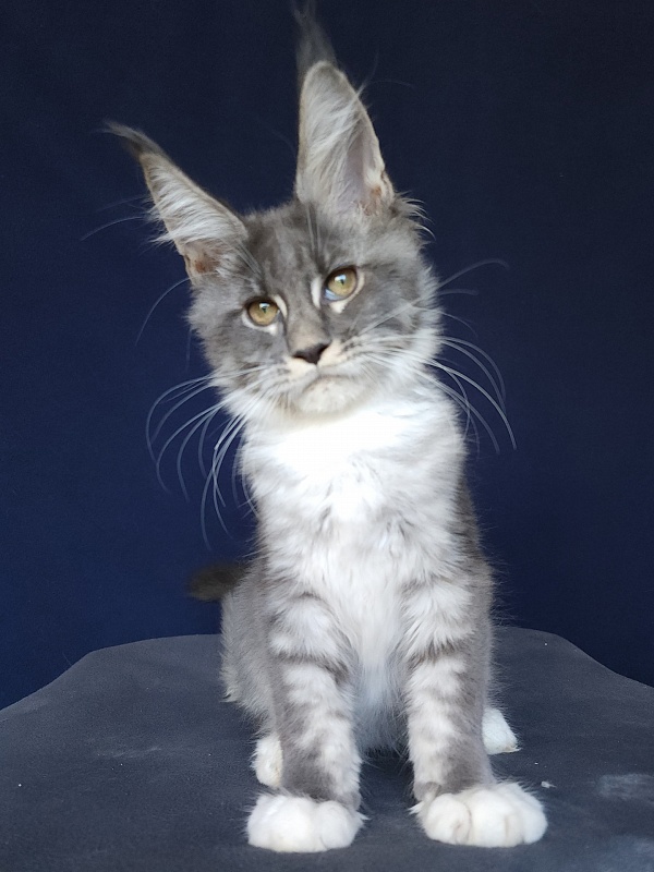 Yaki Akbars - Kitten maine-coon 3 months 0.5 weeks