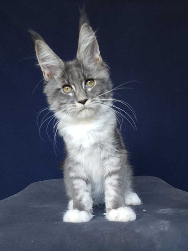 Yaki Akbars - Kitten maine-coon 3 months 0.5 weeks