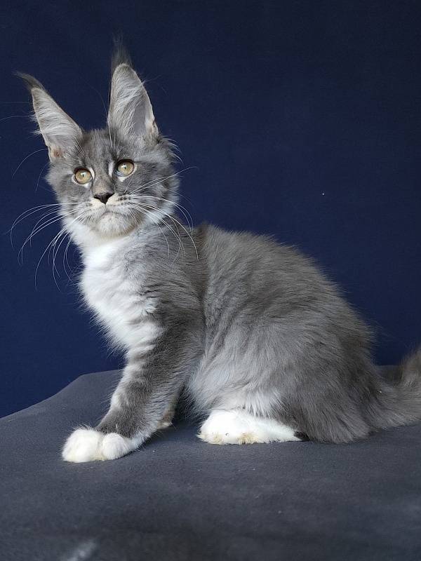 Yaki Akbars - Kitten maine-coon 3 months 0.5 weeks