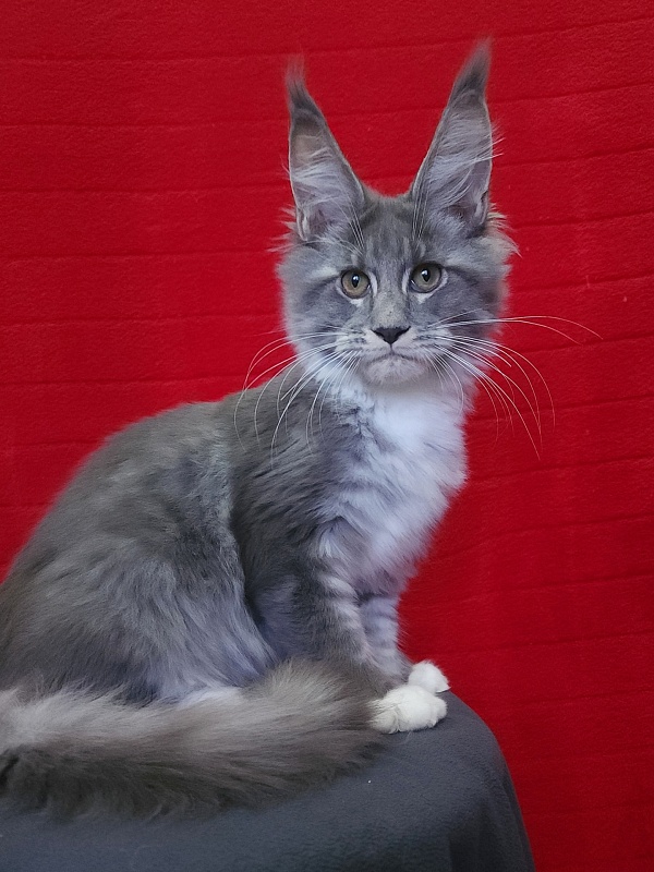 Yaki Akbars - Kitten maine-coon 3 months 4 weeks