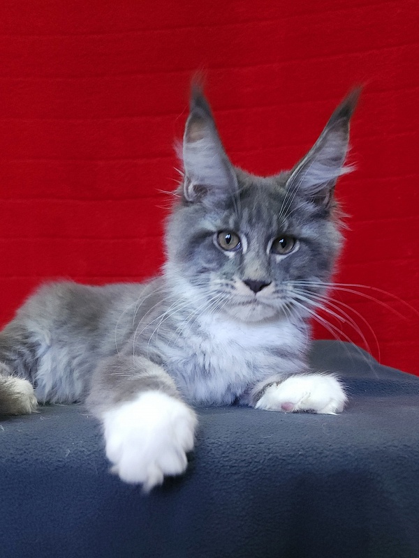 Yaki Akbars - Kitten maine-coon 3 months 4 weeks