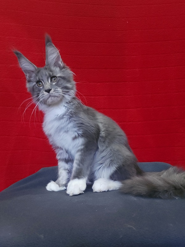 Yaki Akbars - Kitten maine-coon 3 months 4 weeks
