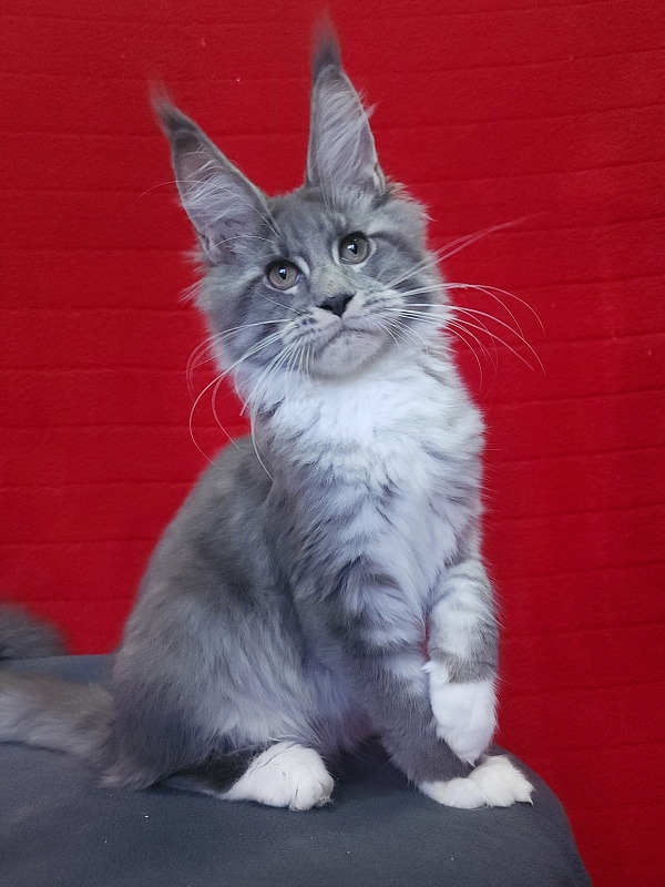 Yaki Akbars - Kitten maine-coon 3 months 4 weeks
