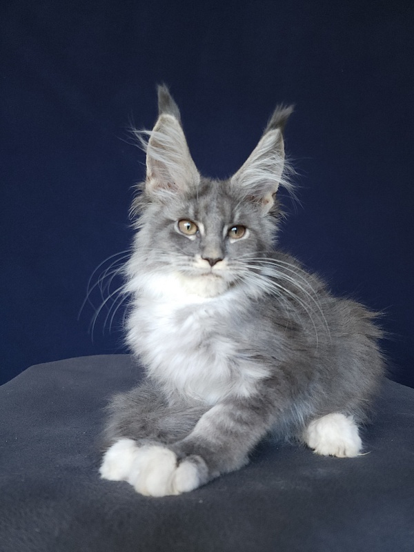 Yanis Akbars - Kitten maine-coon 3 months 0.5 weeks