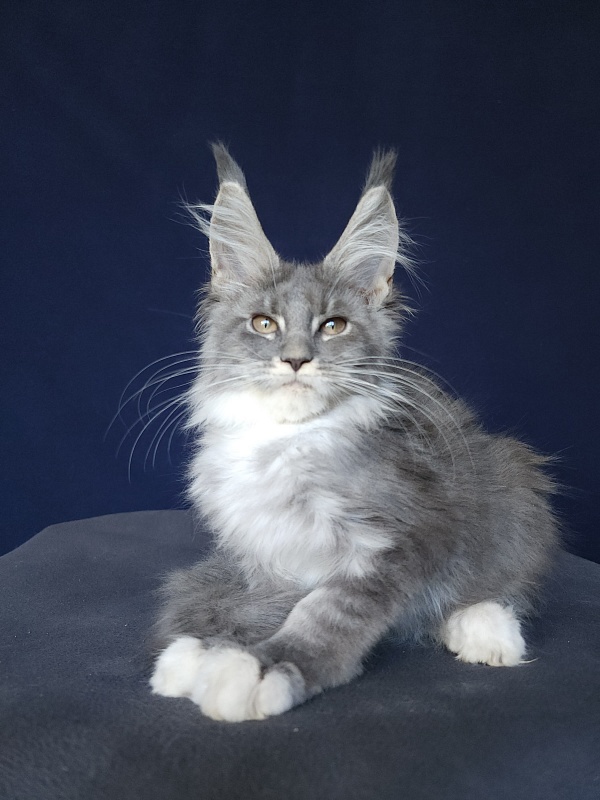 Yanis Akbars - Kitten maine-coon 3 months 0.5 weeks