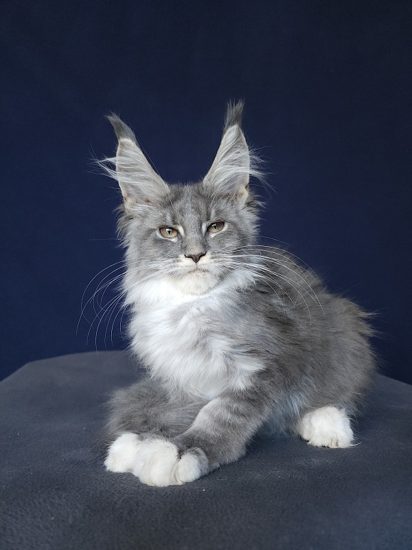Yanis Akbars - Kitten maine-coon 3 months 0.5 weeks
