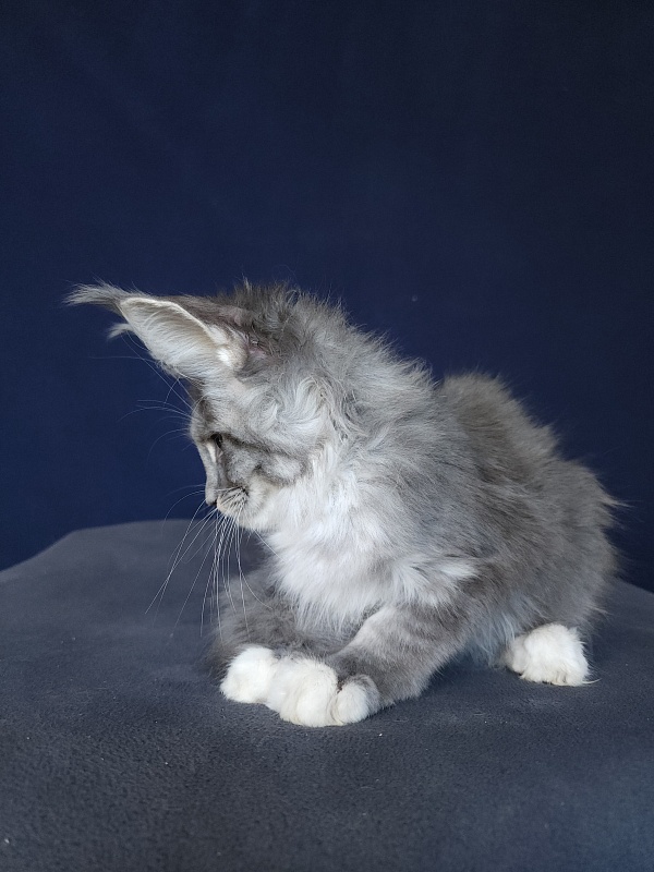 Yanis Akbars - Kitten maine-coon 3 months 0.5 weeks