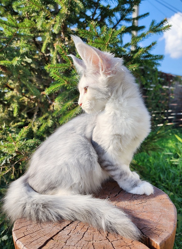 Yanina Akbars - Kitten maine-coon 3 months 0.5 weeks