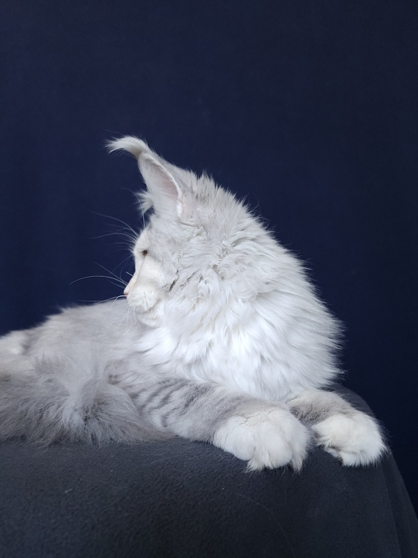 Yanina Akbars - Kitten maine-coon 5 months 4 weeks