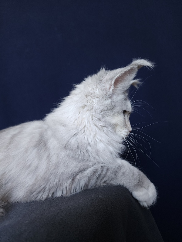 Yanina Akbars - Kitten maine-coon 5 months 4 weeks