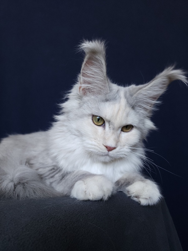 Yanina Akbars - Kitten maine-coon 5 months 4 weeks