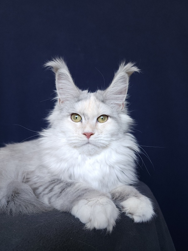 Yanina Akbars - Kitten maine-coon 5 months 4 weeks