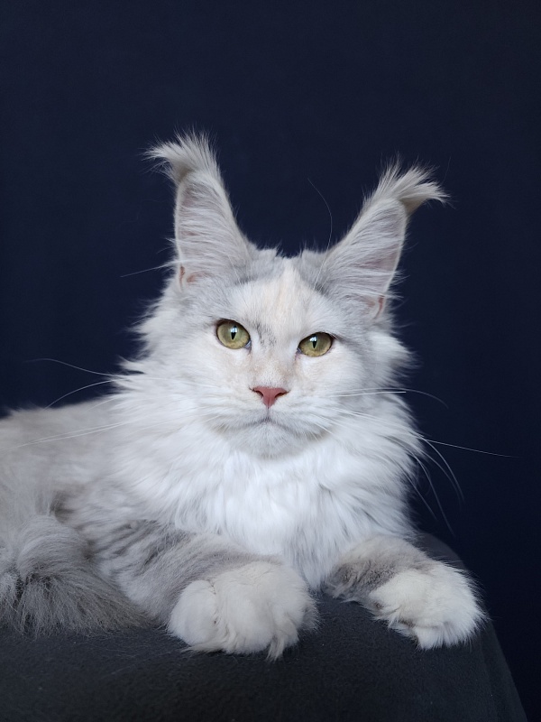 Yanina Akbars - Kitten maine-coon 5 months 4 weeks