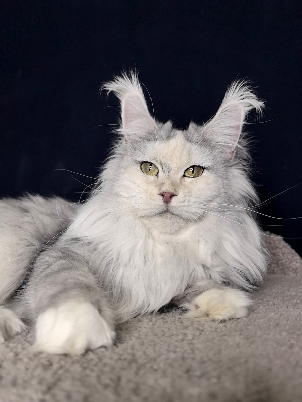 Yanina Akbars - Adult maine-coon 2 years 5 months 3 weeks