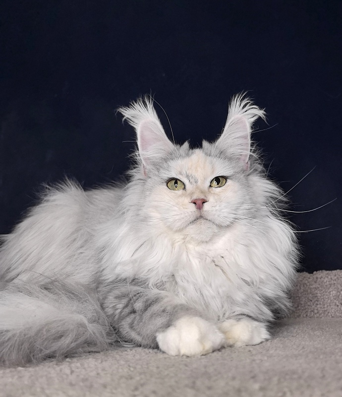 Yanina Akbars - Adult maine-coon 2 years 5 months 3 weeks