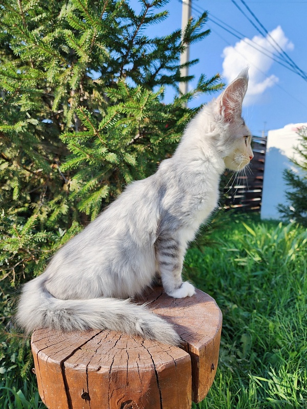 Yanina Akbars - Kitten maine-coon 3 months 0.5 weeks
