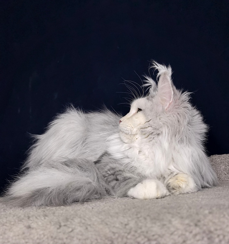 Yanina Akbars - Adult maine-coon 2 years 5 months 3 weeks