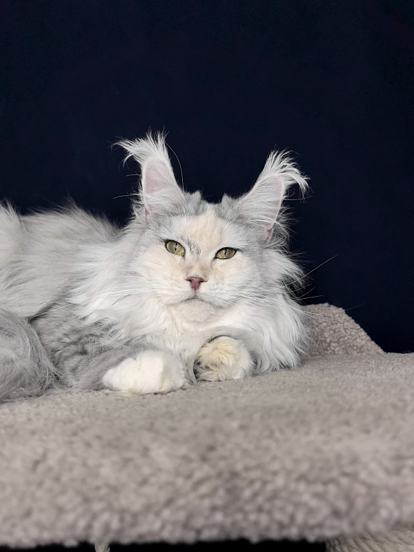 Yanina Akbars - Adult maine-coon 2 years 5 months 3 weeks