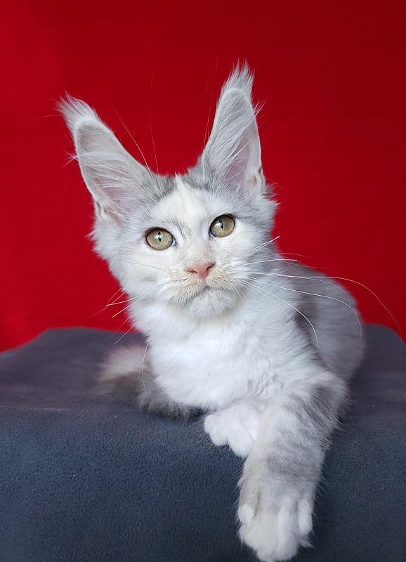 Yanina Akbars - Kitten maine-coon 3 months 0.5 weeks