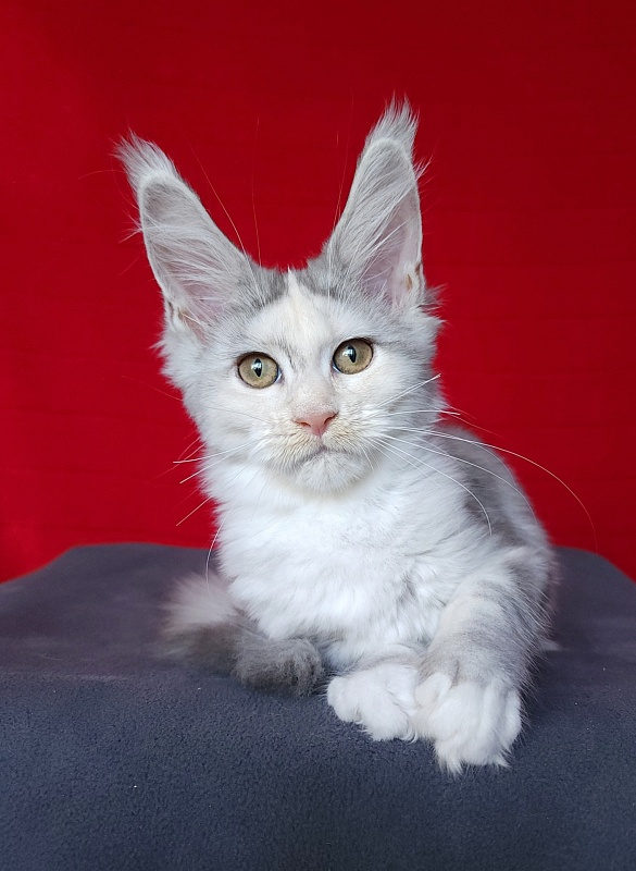 Yanina Akbars - Kitten maine-coon 3 months 0.5 weeks