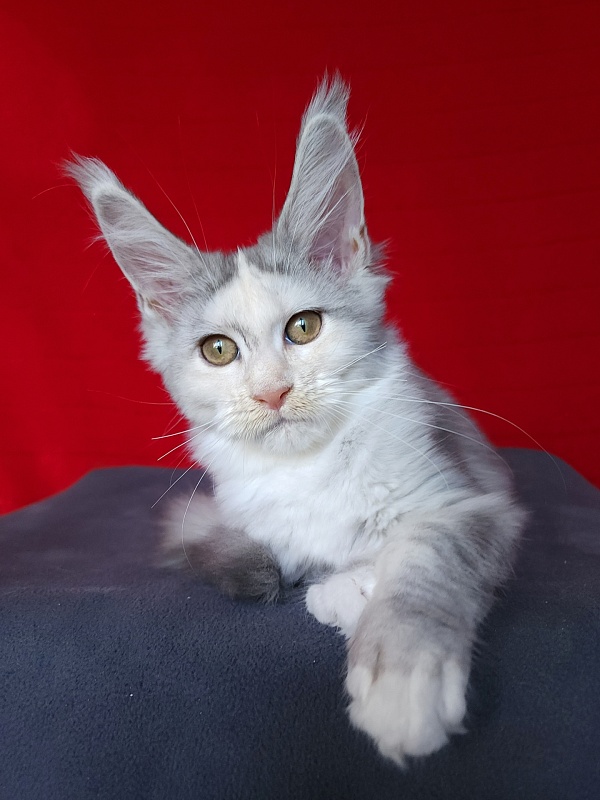 Yanina Akbars - Kitten maine-coon 3 months 0.5 weeks