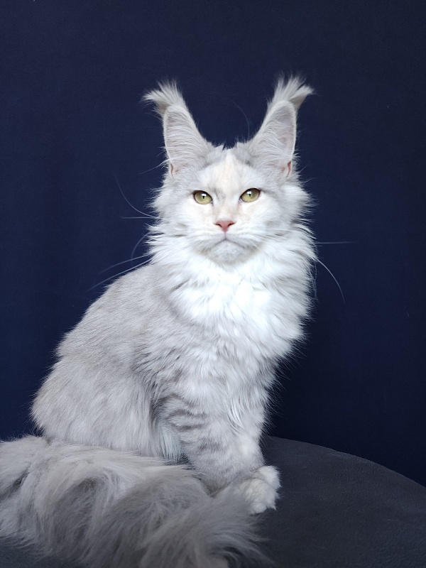 Yanina Akbars - Kitten maine-coon 5 months 4 weeks