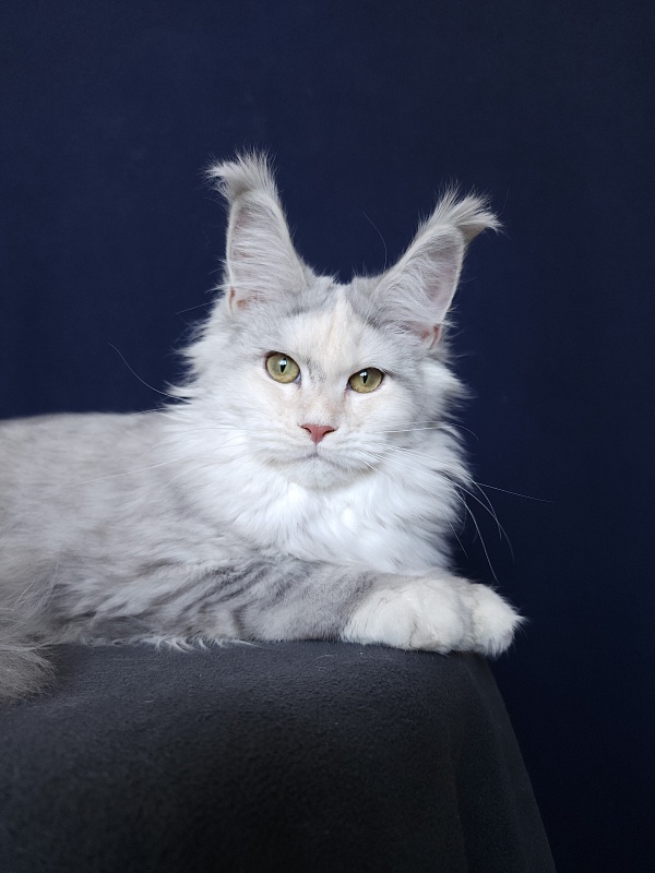 Yanina Akbars - Kitten maine-coon 5 months 4 weeks