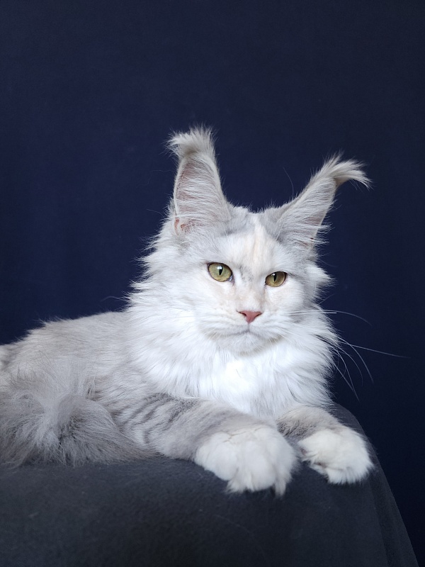 Yanina Akbars - Kitten maine-coon 5 months 4 weeks