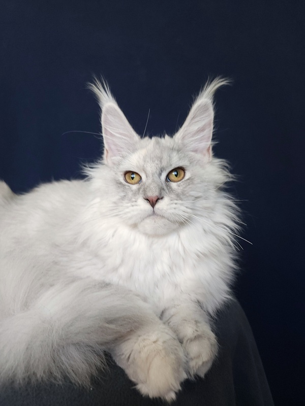 Yalta Akbars - Kitten maine-coon 5 months 4 weeks