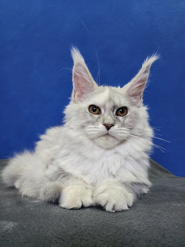 Yalta Akbars - Kitten maine-coon 4 months 1.5 week