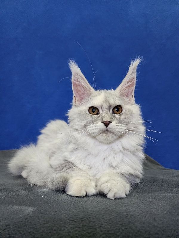 Yalta Akbars - Kitten maine-coon 4 months 1.5 week