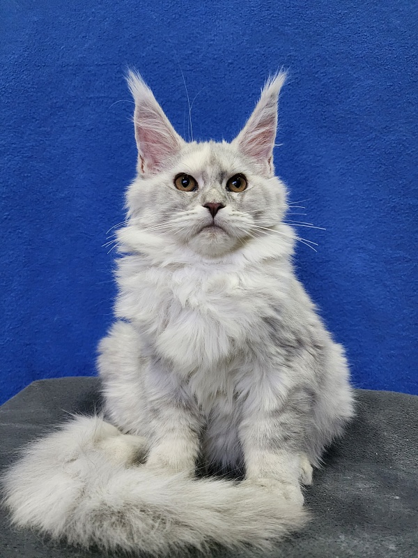 Yalta Akbars - Kitten maine-coon 4 months 1.5 week