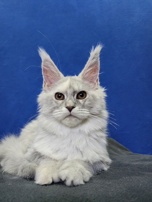 Yalta Akbars - Kitten maine-coon 4 months 1.5 week