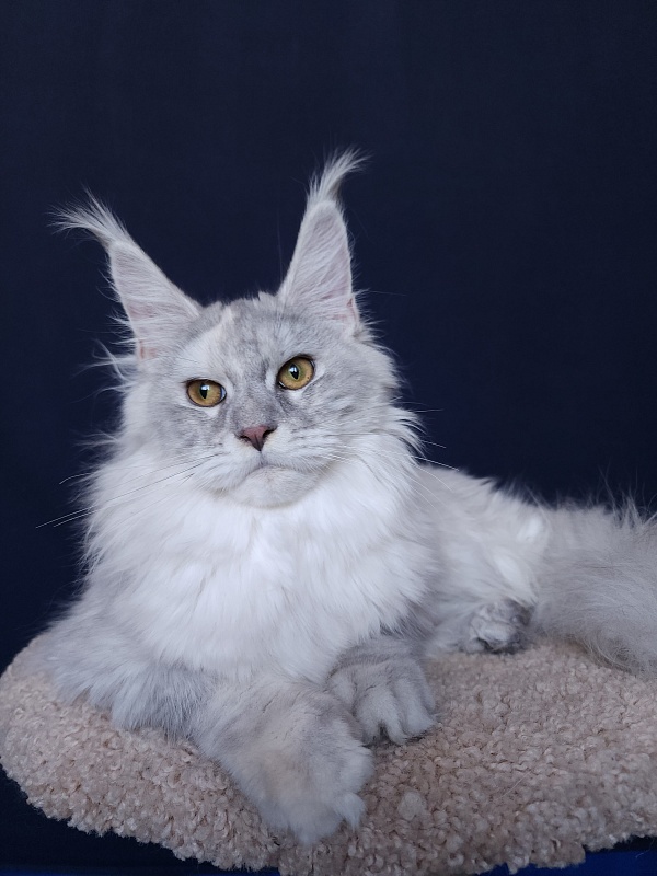 Yalta Akbars - Junior maine-coon 7 months