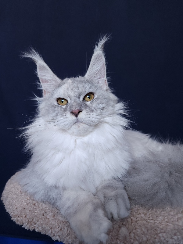 Yalta Akbars - Junior maine-coon 7 months