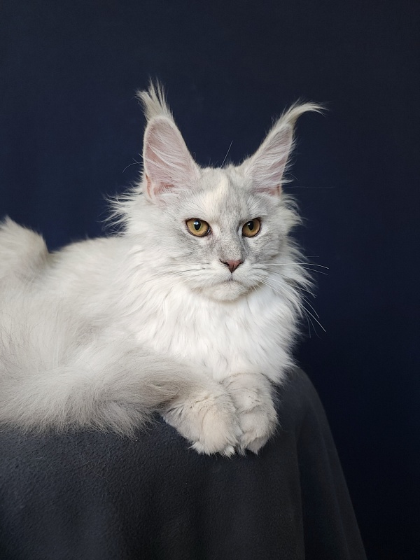 Yalta Akbars - Kitten maine-coon 5 months 4 weeks